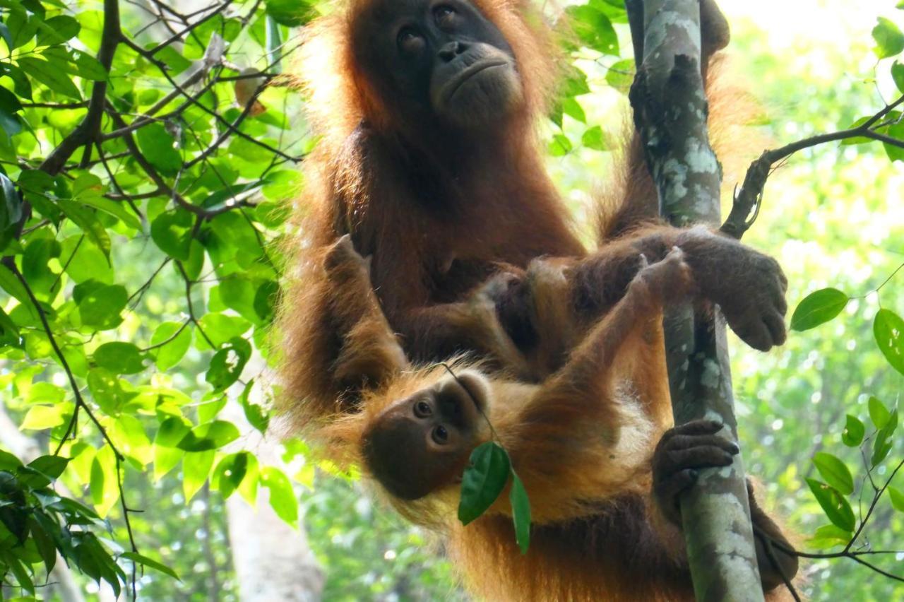 Sumatra Orangutan Discovery Villa Bukit Lawang Exterior photo