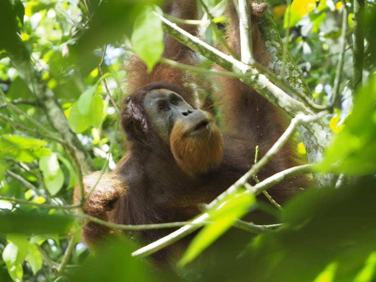 Sumatra Orangutan Discovery Villa Bukit Lawang Exterior photo