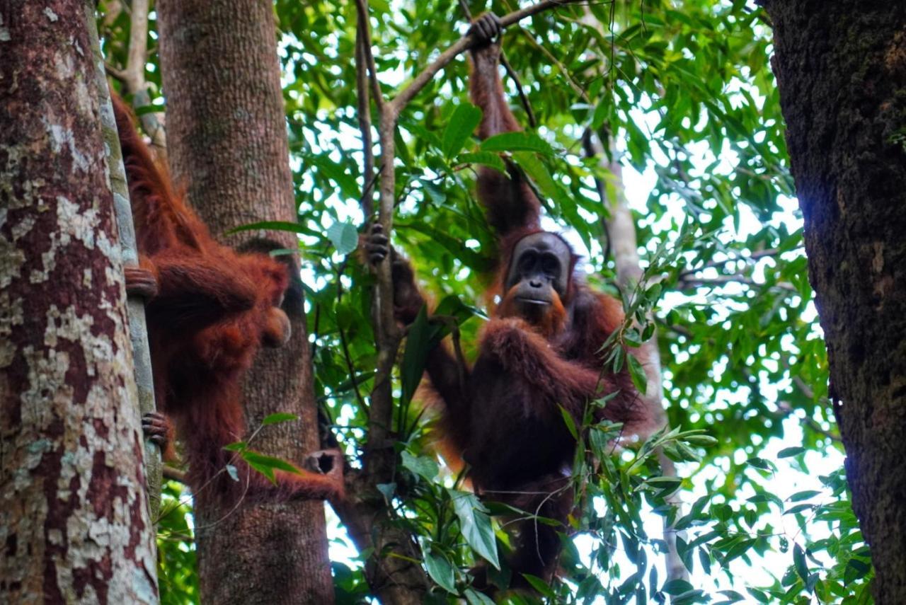 Sumatra Orangutan Discovery Villa Bukit Lawang Exterior photo